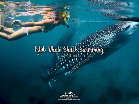 Oslob Whale Shark Swimming Day Tour