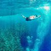 Moalboal Sardine Run