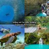 Sardines and Sea Turtles Snorkeling + Canyoneering to Kawasan Falls Day Tour
