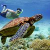 Moalboal Sea Turtles
