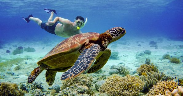 Moalboal Sea Turtles