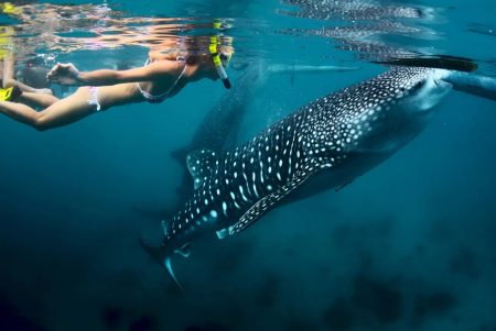 Whale Shark Snorkeling + Canyoneering to Kawasan Falls Joiners Tour from Cebu City