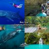 Whale Shark + Canyoneering to Kawasan Falls Day Tour