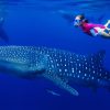 Oslob Whale Shark