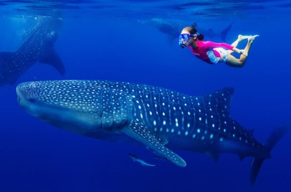 Oslob Whale Shark