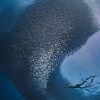 Moalboal Sardine Run