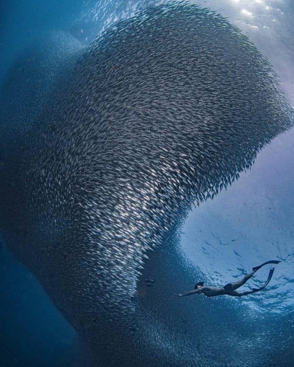 Moalboal Sardine Run