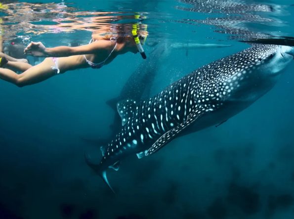 Oslob Whale Shark