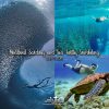 Moalboal Sardines Sea Turtles Snorkeling