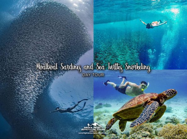 Moalboal Sardines Sea Turtles Snorkeling