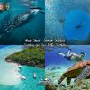 Whale Shark + Sumilon Sandbar + Sardines and Sea Turtles Snorkeling Day Tour