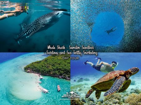 Whale Shark + Sumilon Sandbar + Sardines and Sea Turtles Snorkeling Day Tour