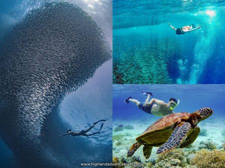 Moalboal Sardines and Sea Turtles Snorkeling Day Tour