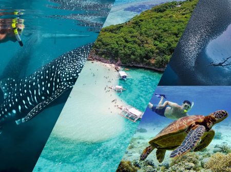 Whale Shark + Sumilon Sandbar + Sardines and Sea Turtles Snorkeling Day Tour