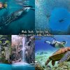 Whale Shark Tumalog Sardines and Sea Turtles Snorkeling