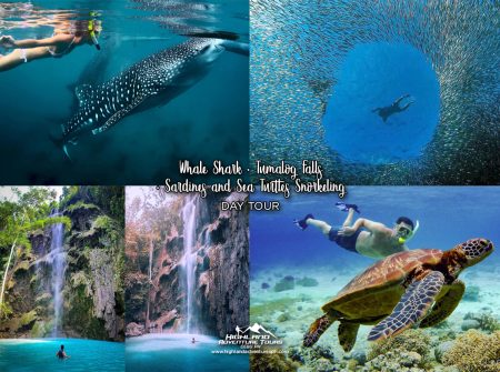 Whale Shark + Tumalog Falls + Sardines and Sea Turtles Snorkeling