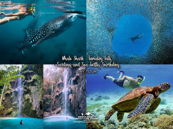 Whale Shark Tumalog Sardines and Sea Turtles Snorkeling