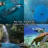 Whale Shark Inambakan Sardines and Sea Turtles Snorkeling