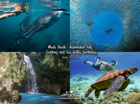 Whale Shark + Inambakan Falls + Sardines and Sea Turtles Snorkeling